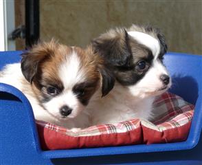 chiot papillon